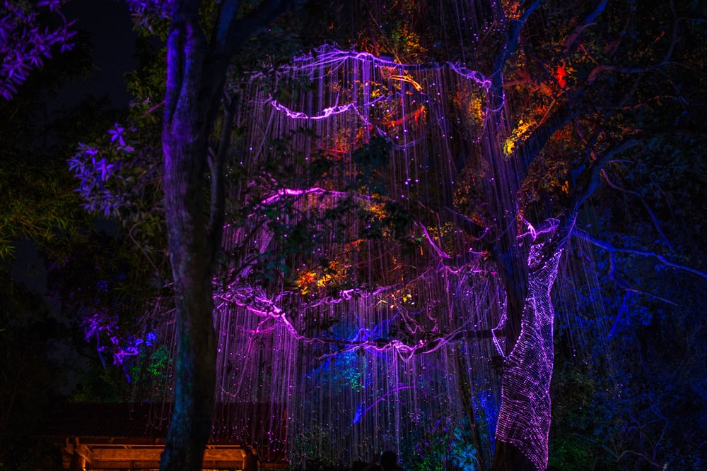 purple string lights on trees