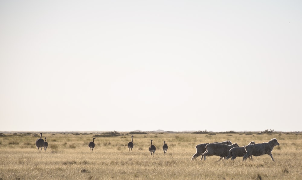 group of ostrich on grass field