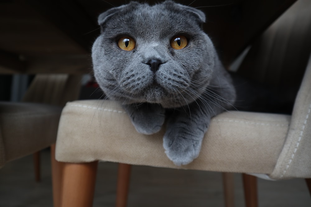 blue Scottish fold cat on chair