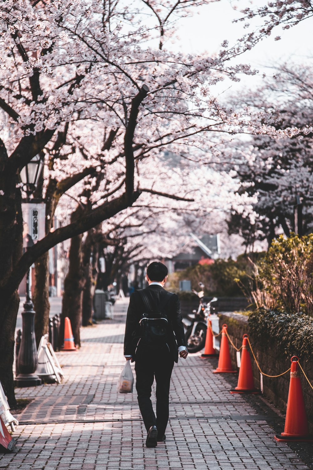 person in black long sleeved shirt walking on sidewalk inline of blossom trees