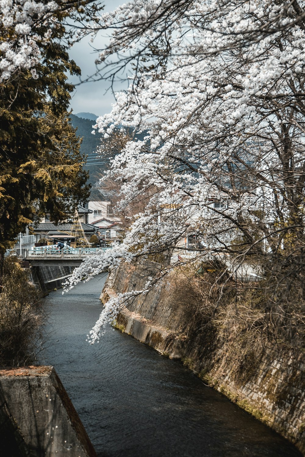 view of white flowers by a river