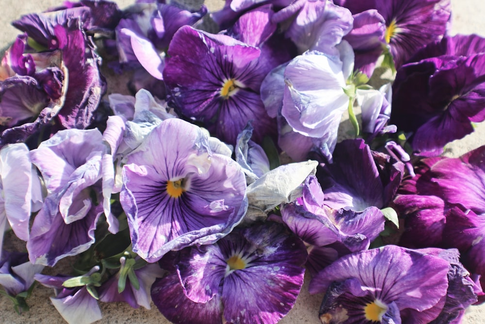 purple petaled floweres