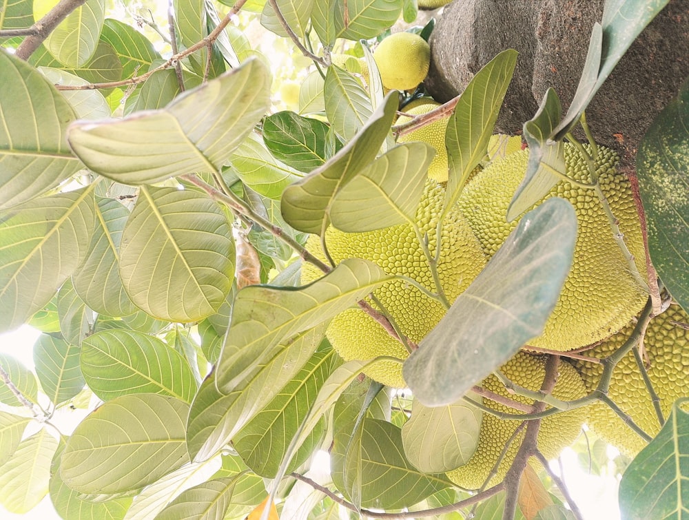 Durian fruits