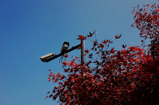 Solar camera mounted on a pole surrounded by greenery under bright sunlight.
