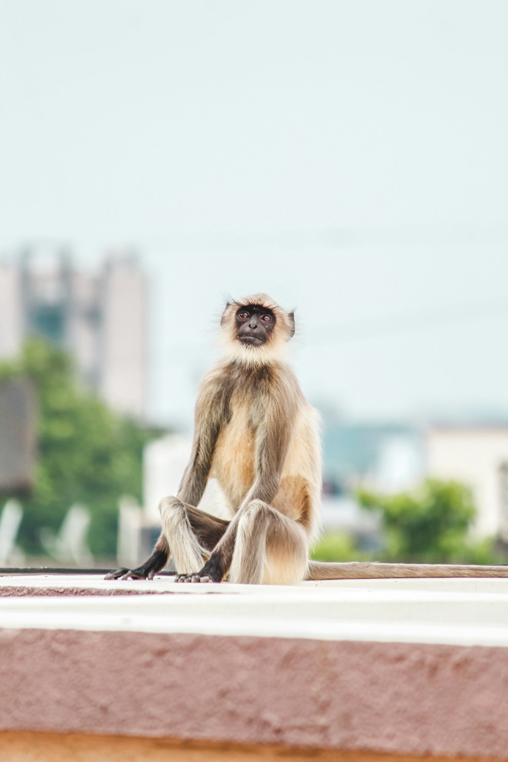 brown monkey sitting on concrete wall