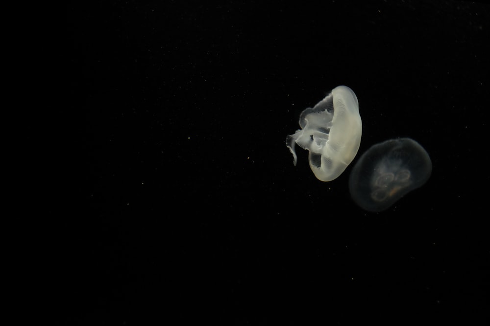 one white jellyfish
