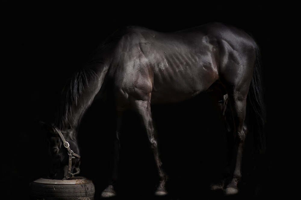 dark-brown horse