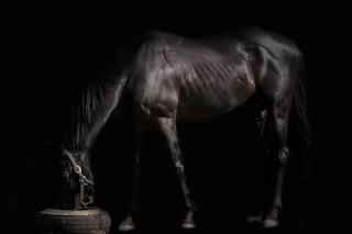 dark-brown horse