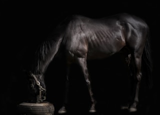 dark-brown horse