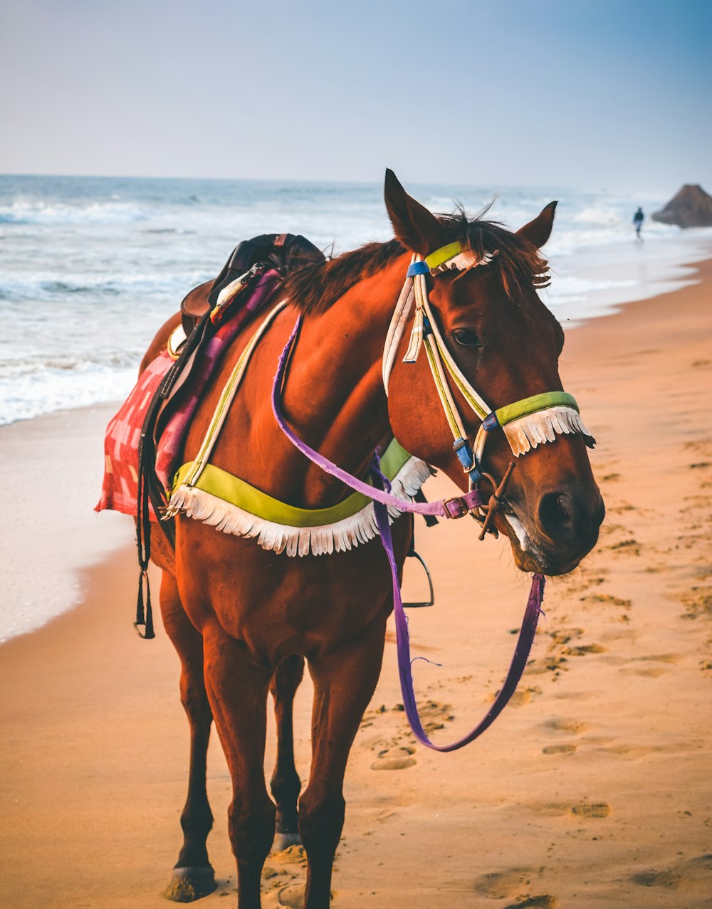 cheval brun sur sable blanc