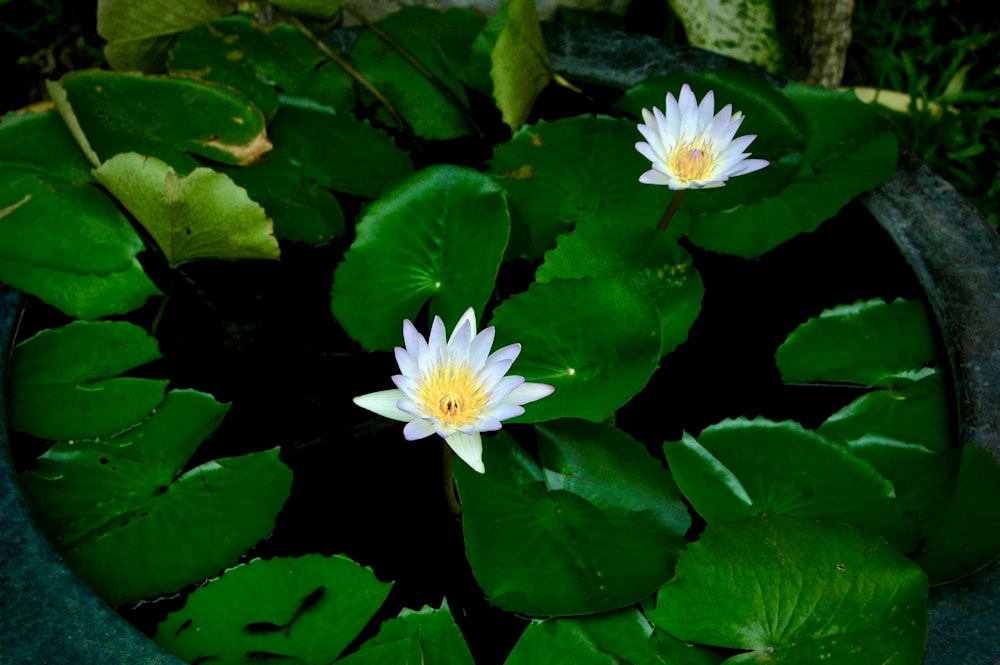 white waterlily flowers