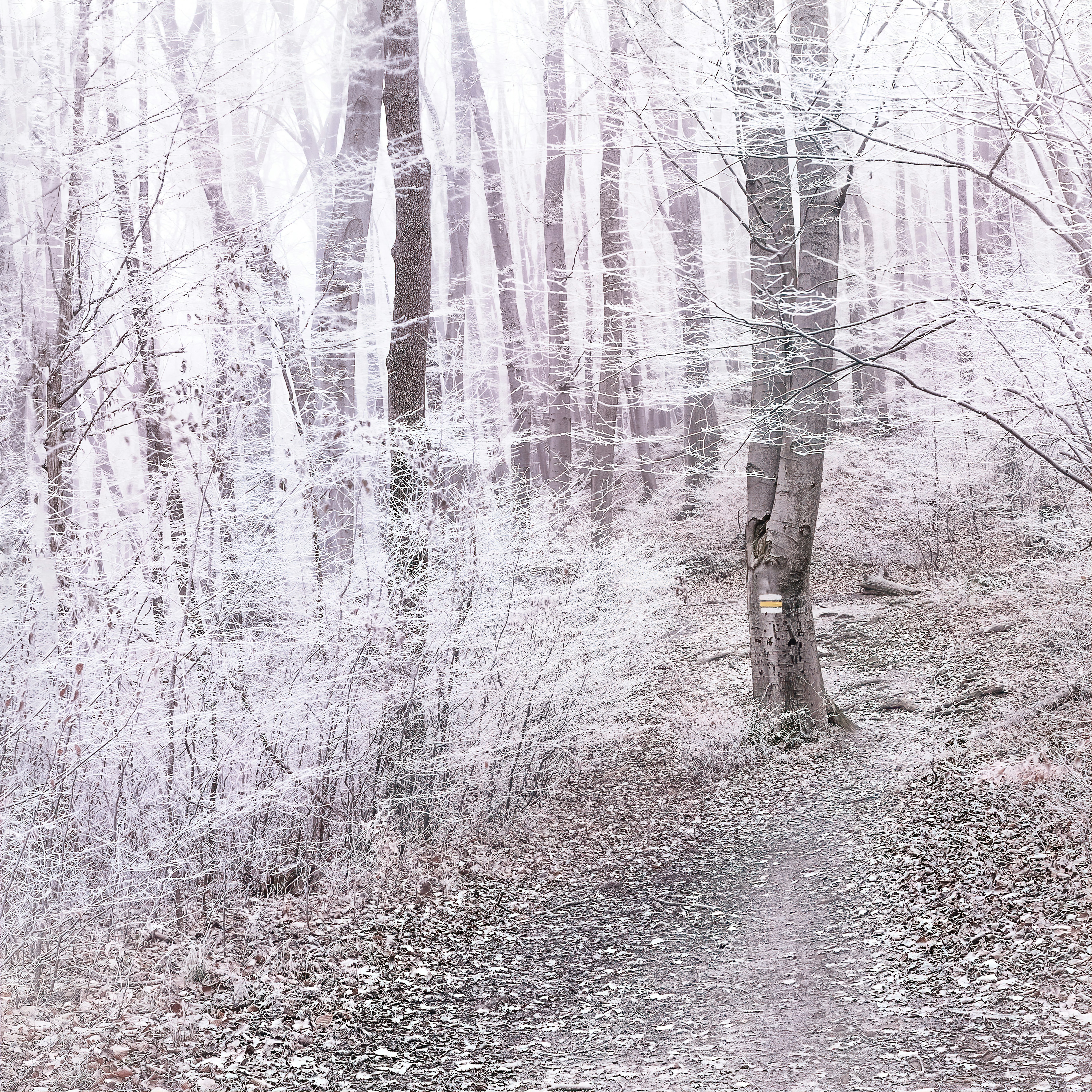 Photo by simon_berger