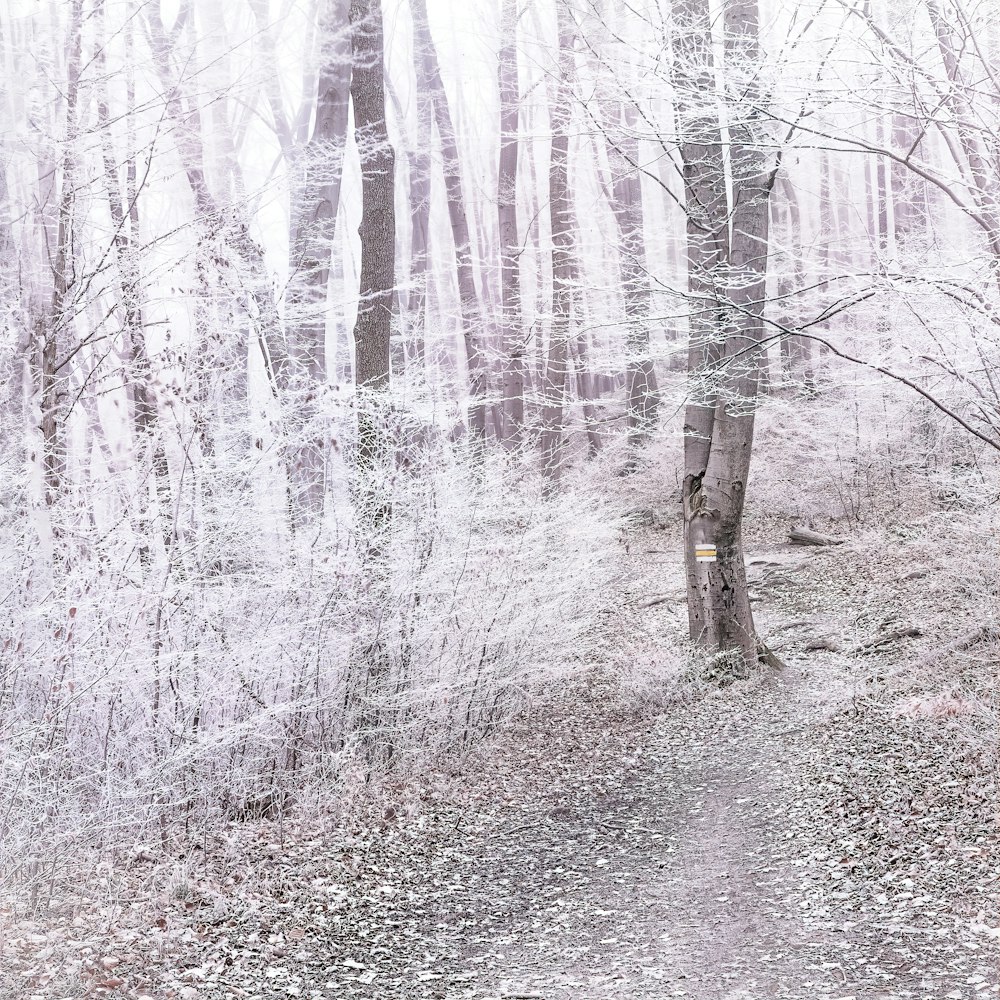 white and brown trees