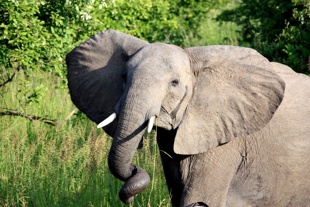 éléphant gris près des plantes vertes et des arbres