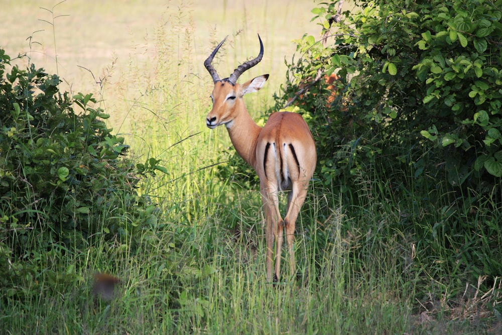 brown deer