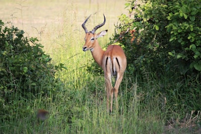 brown deer zambia google meet background