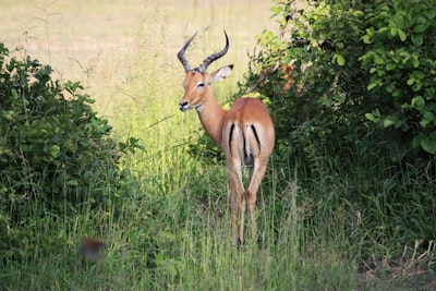 brown deer zambia zoom background