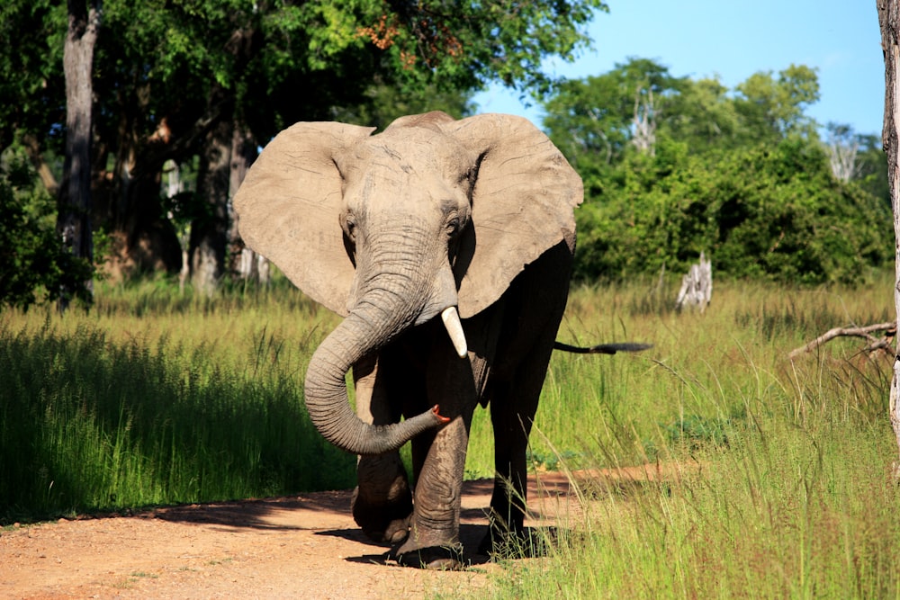 young elephant walking on rough pathway inline of grasses during daytime