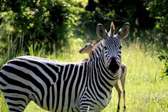 white and black zebra on green grass field
