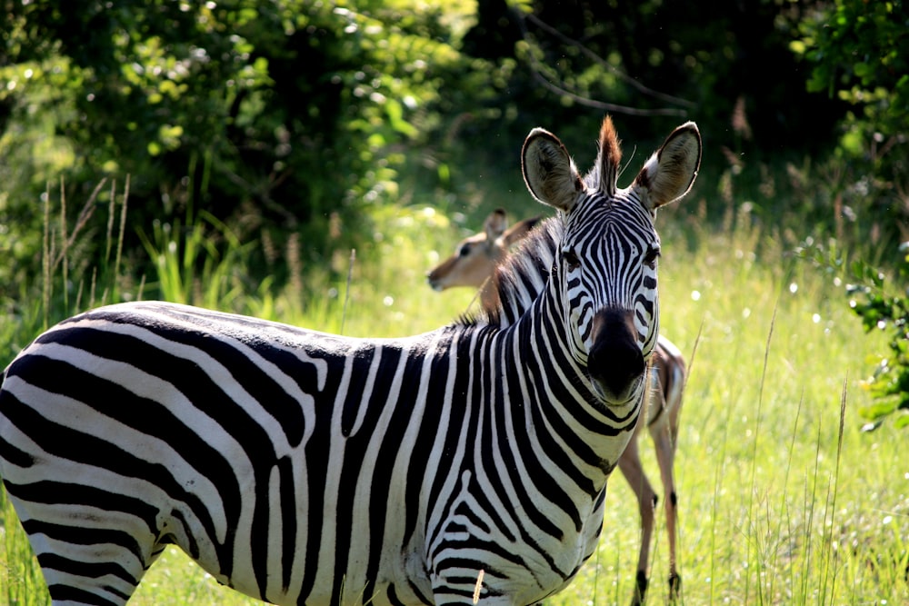 white and black zebra on green grass field