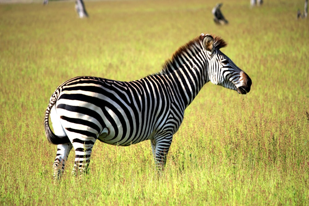 zebra on grass