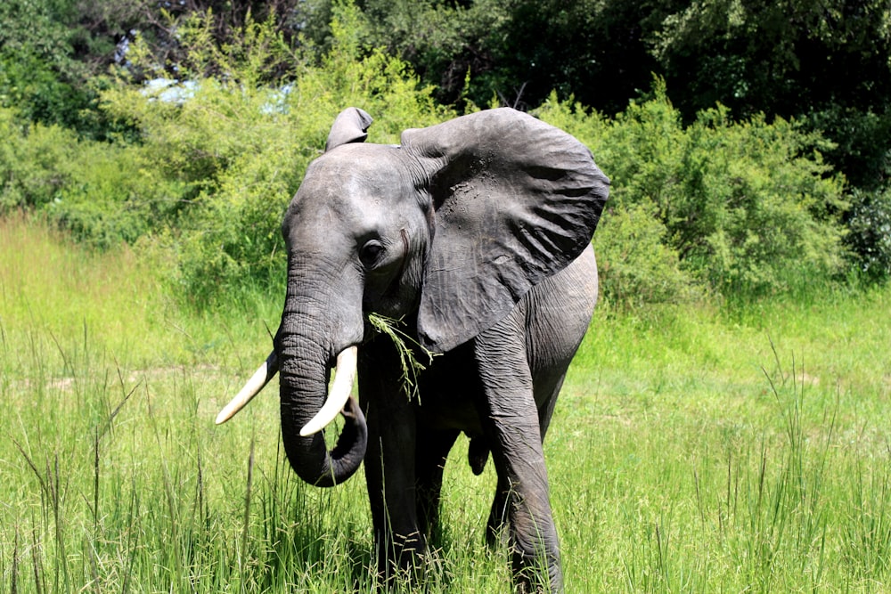 elephant on grass