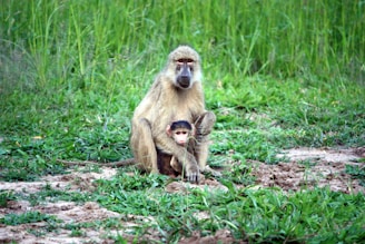 A baboon and its baby sit on a grassy terrain surrounded by lush greenery. The baby is nestled closely to the adult baboon, conveying a sense of protection and bonding.