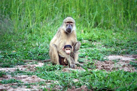 A baboon and its baby sit on a grassy terrain surrounded by lush greenery. The baby is nestled closely to the adult baboon, conveying a sense of protection and bonding.