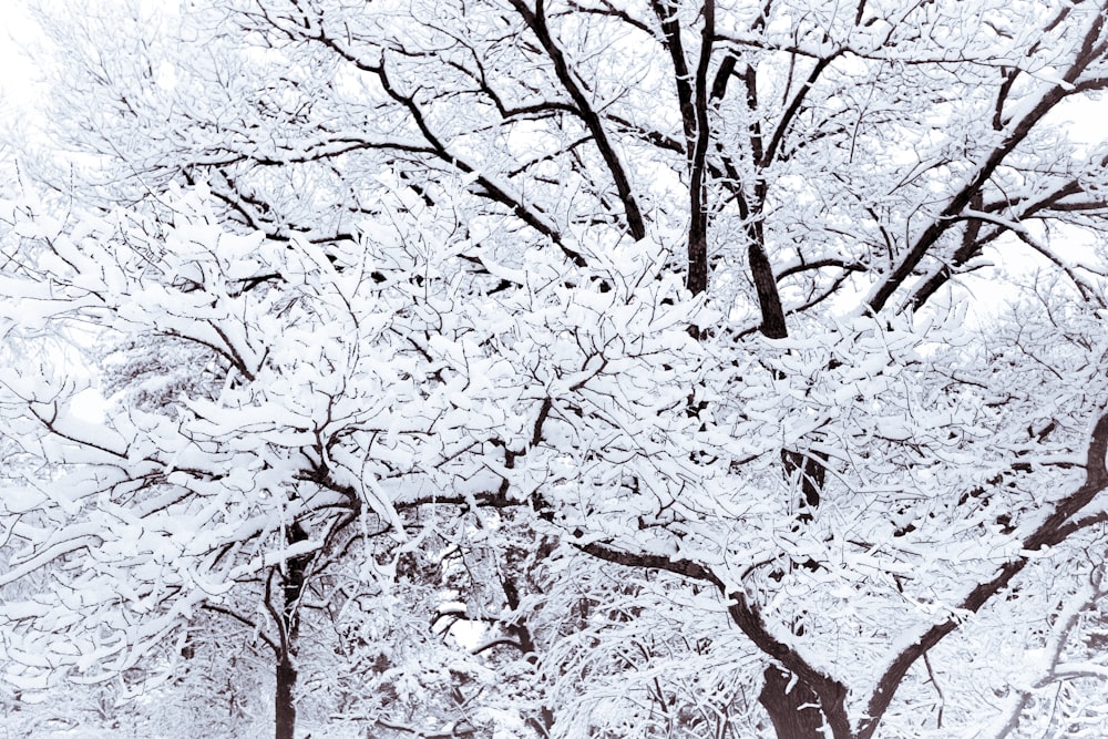 snow covered bare tree