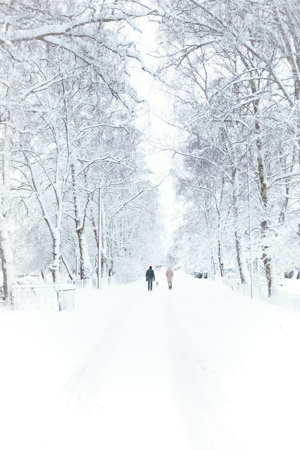 two person walking on snowy road inline of trees during daytime