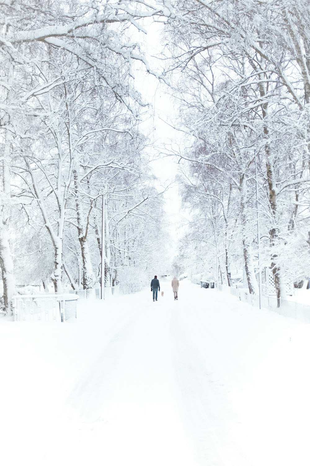 Due persone che camminano sulla strada innevata in linea di alberi durante il giorno