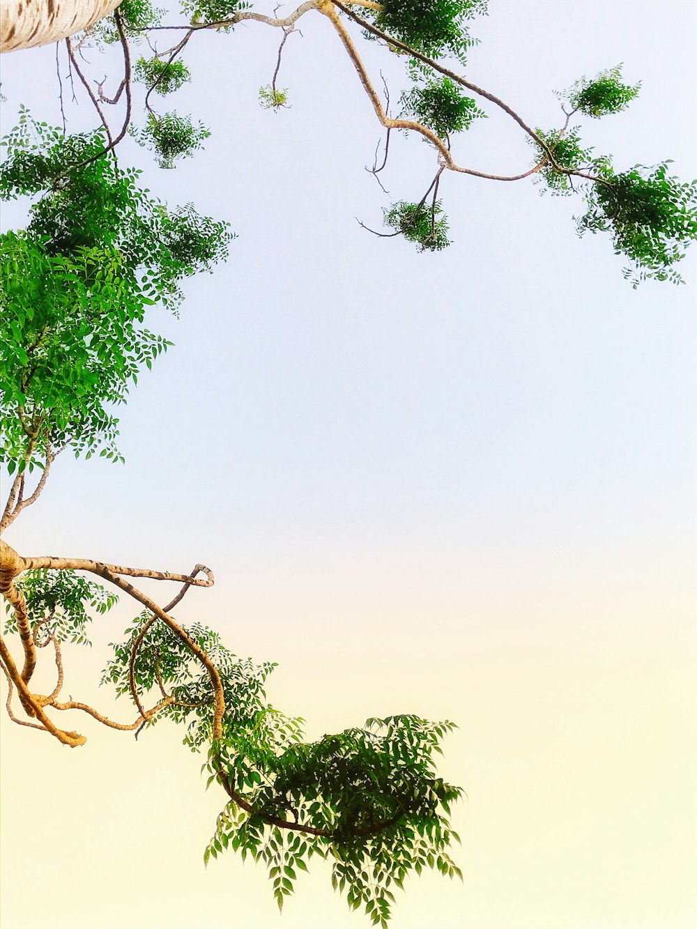 albero a foglia verde