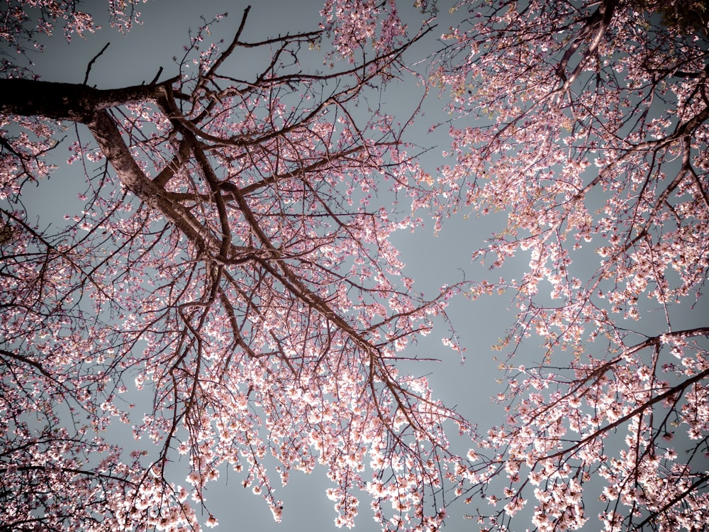 Sakura-Baum