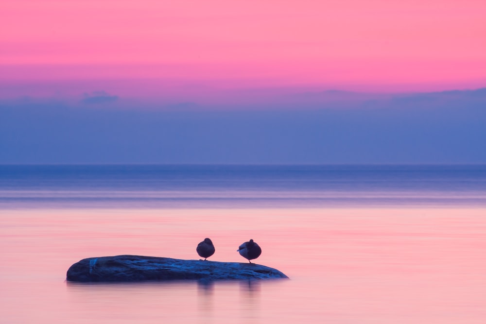 two birds on top of floating log