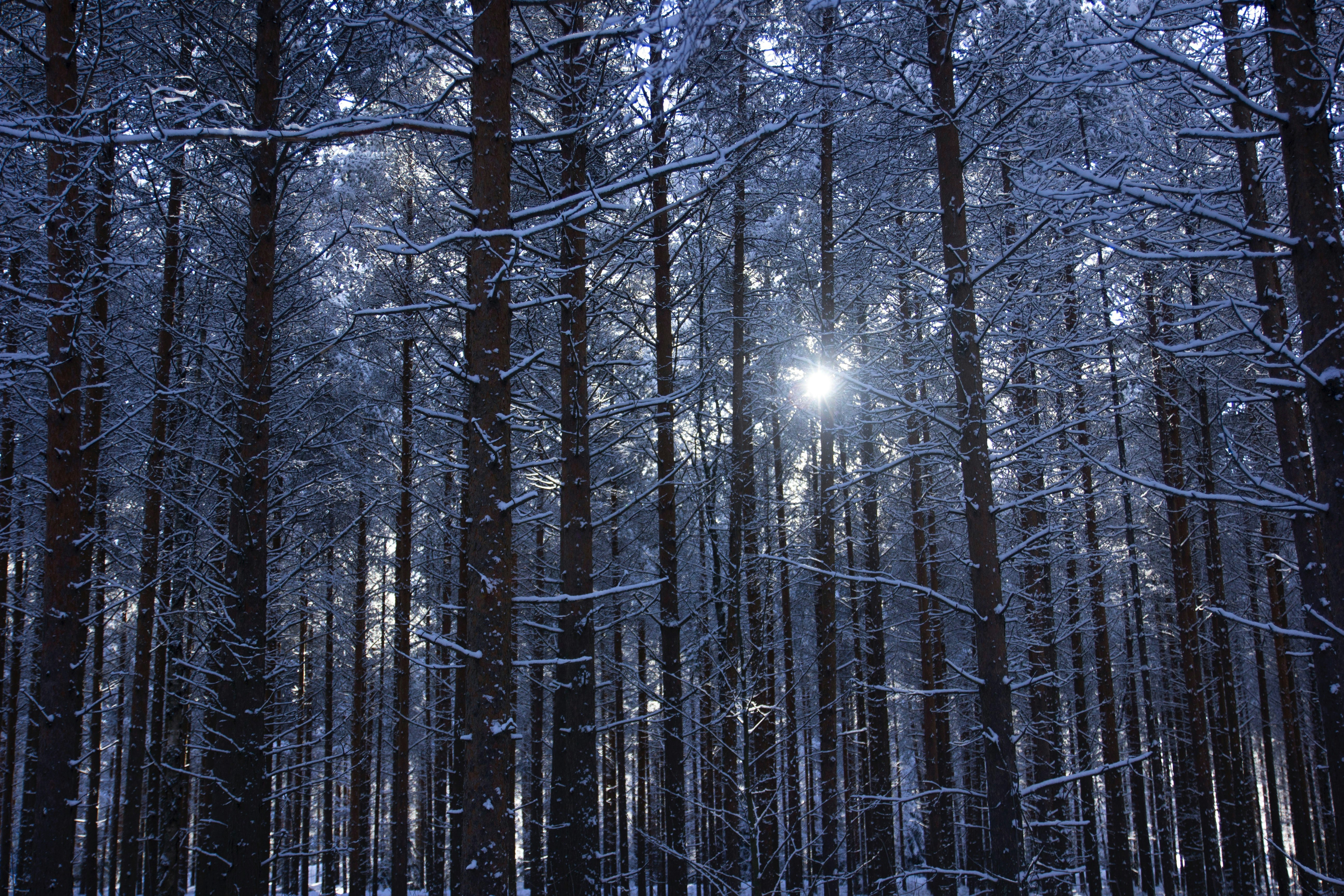 Photo by anantiscrawling