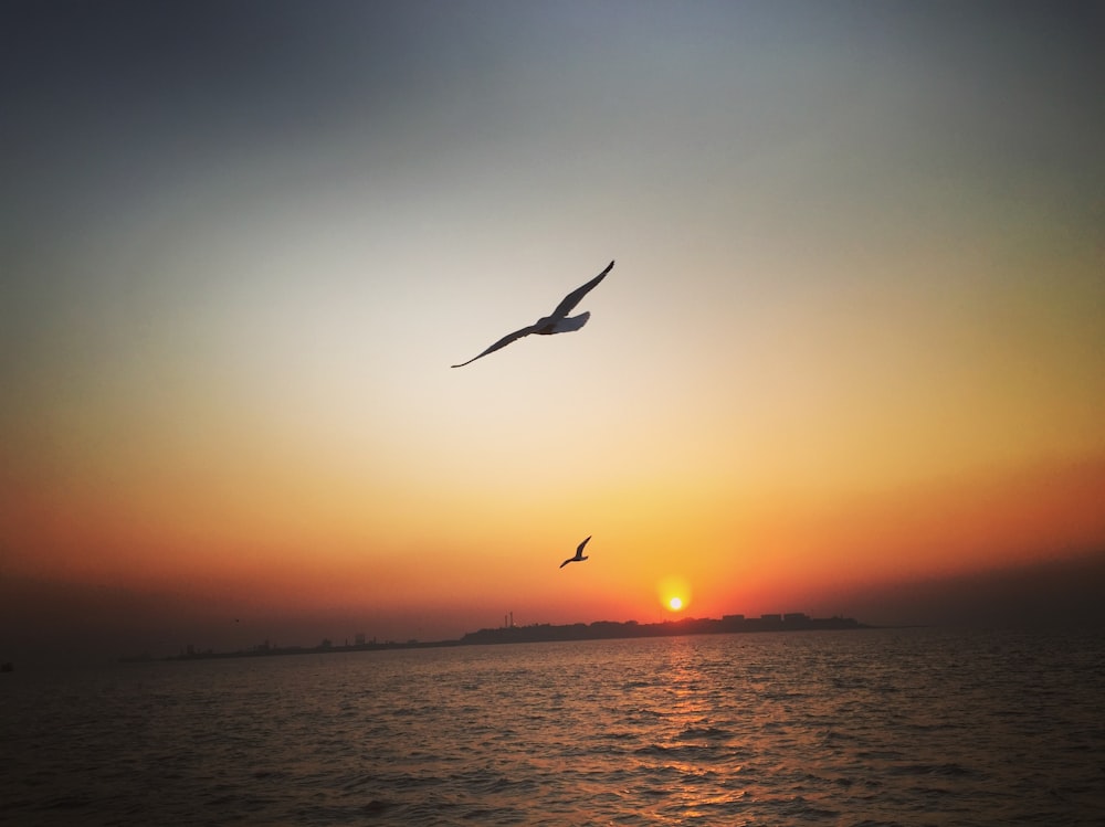 two birds flying above the ocean