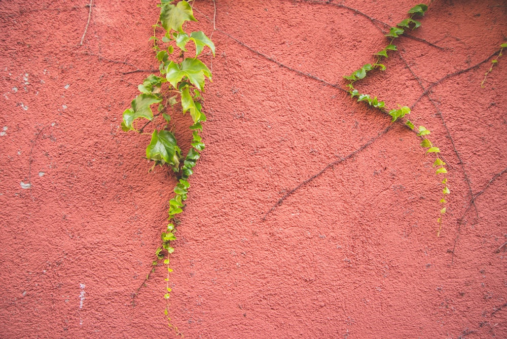 green-leafed plants on red concrete wall