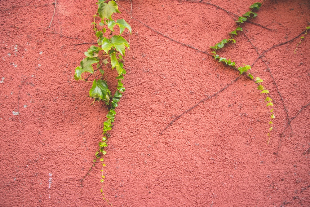 赤いコンクリートの壁に緑の葉の植物