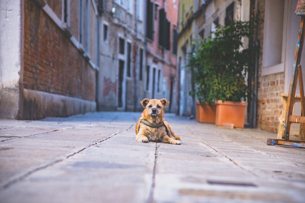 perro tirado en el pavimento