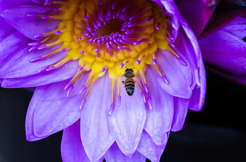 bee and purple-petaled flowers