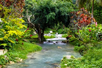 green grass and trees vanuatu