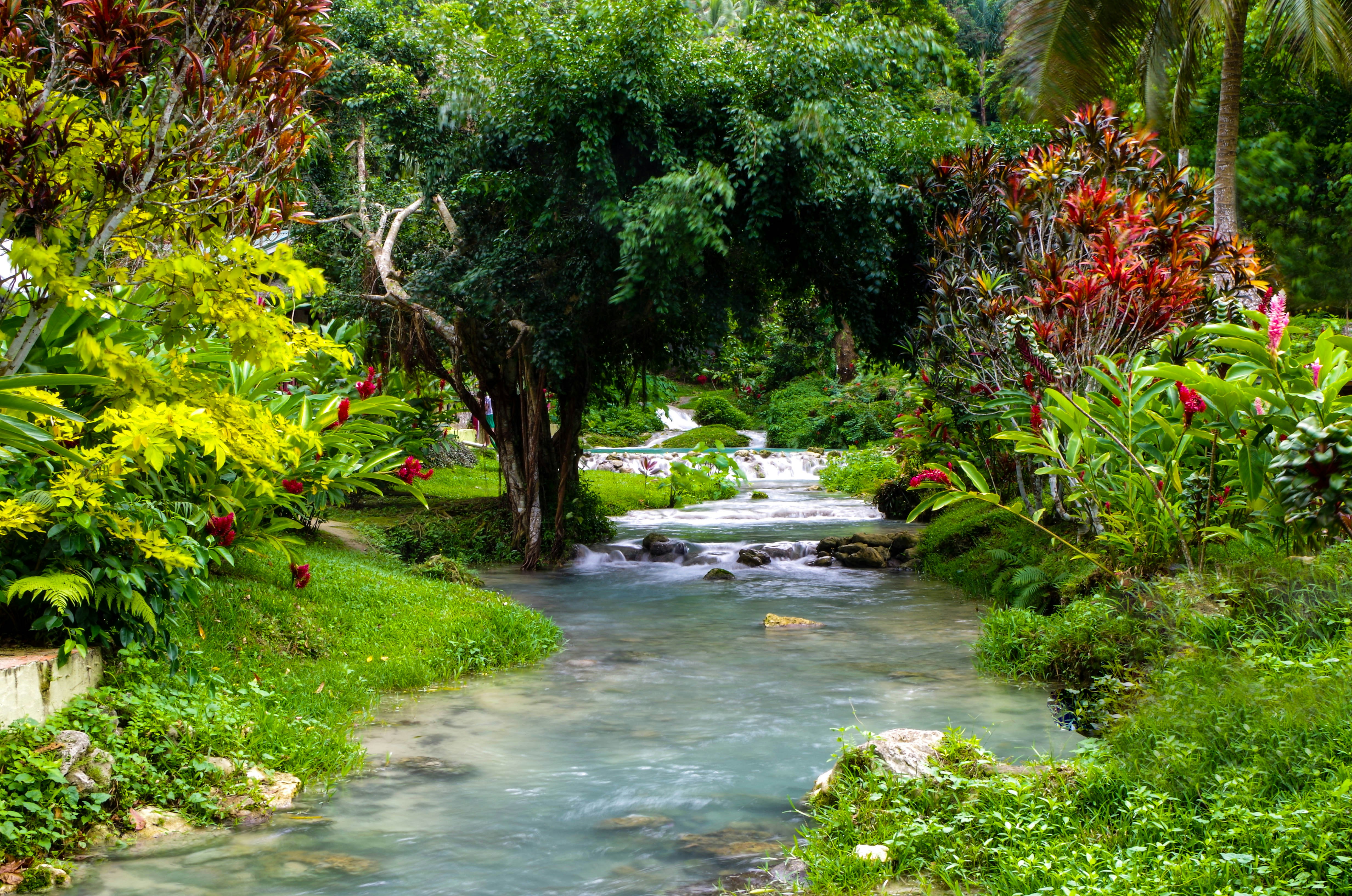 green grass and trees