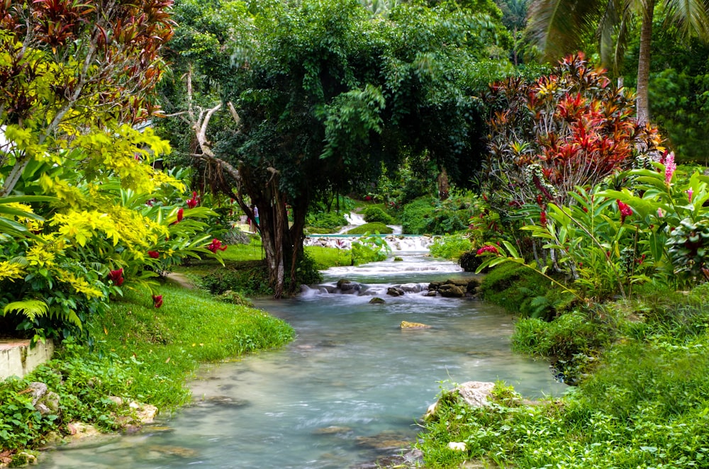 Hierba verde y árboles