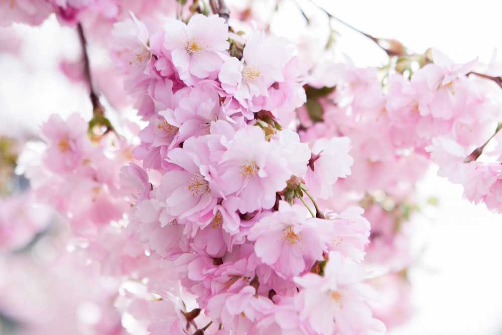 Foto mit flachem Fokus der Kirschblüte