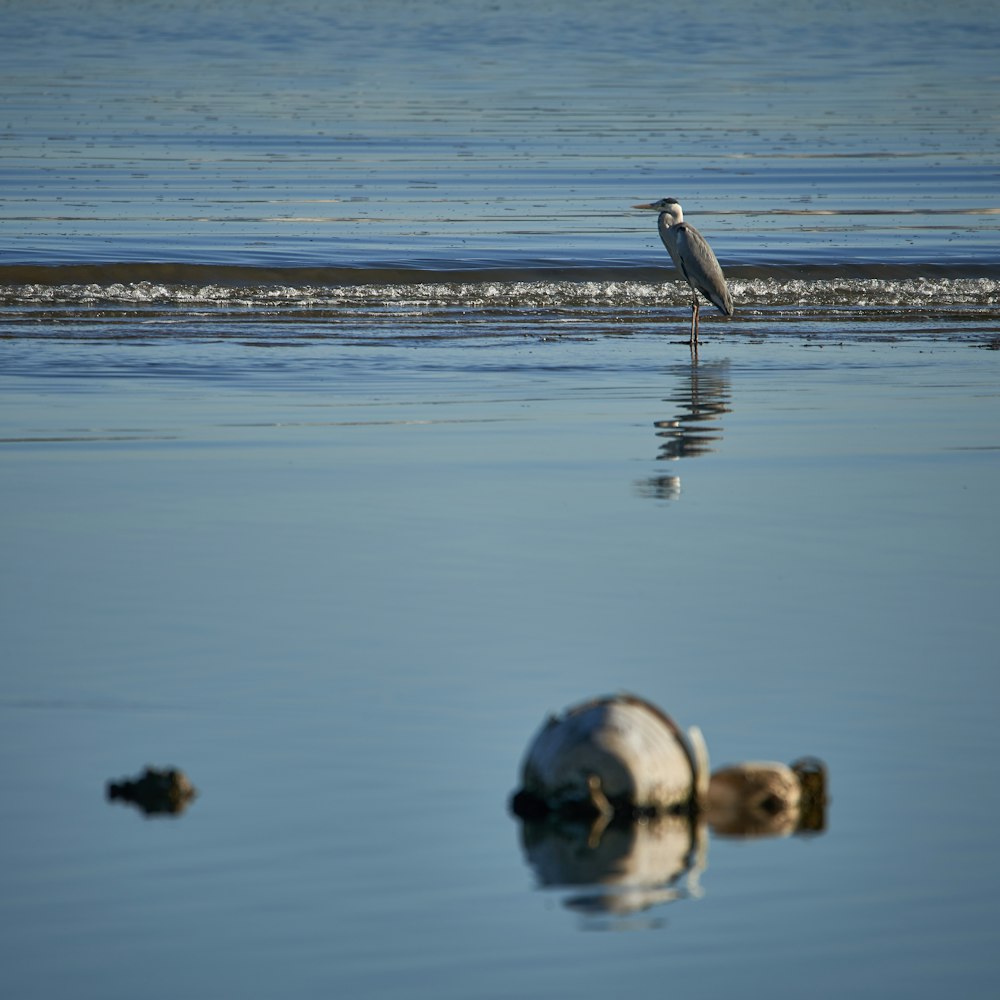 bird on the seashore photography