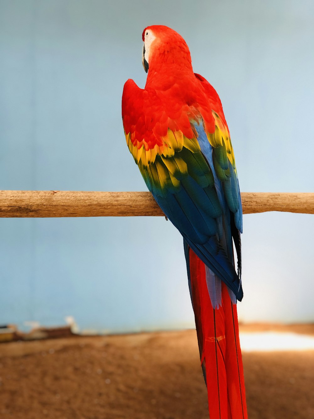 shallow focus photo of red and blue parrot