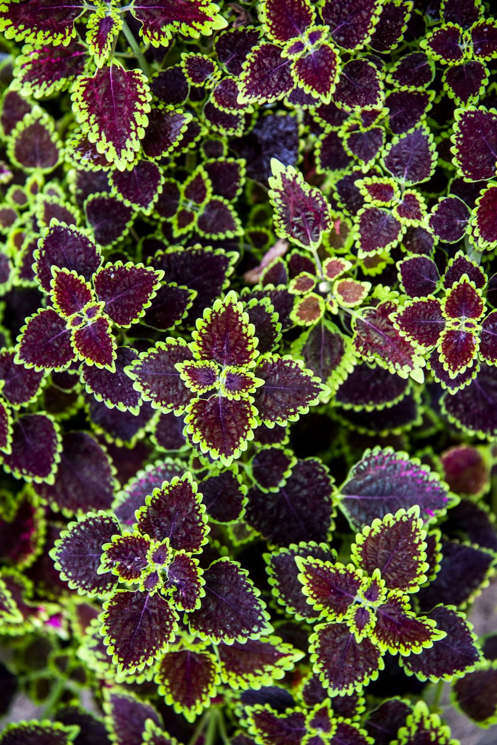 purple leaf plant