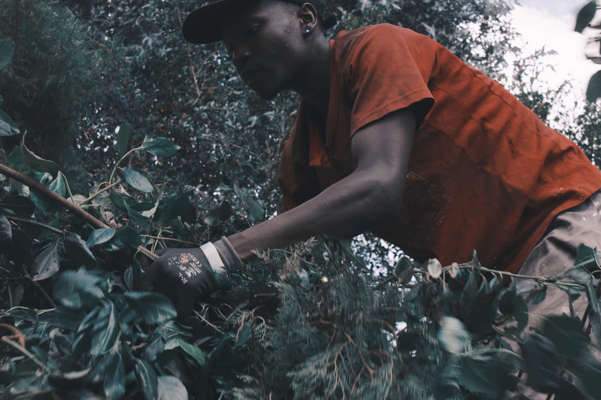 En tenue de travail dans la plantation : taille et entretien