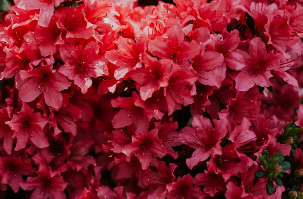 closeup photography of red petaled flowers