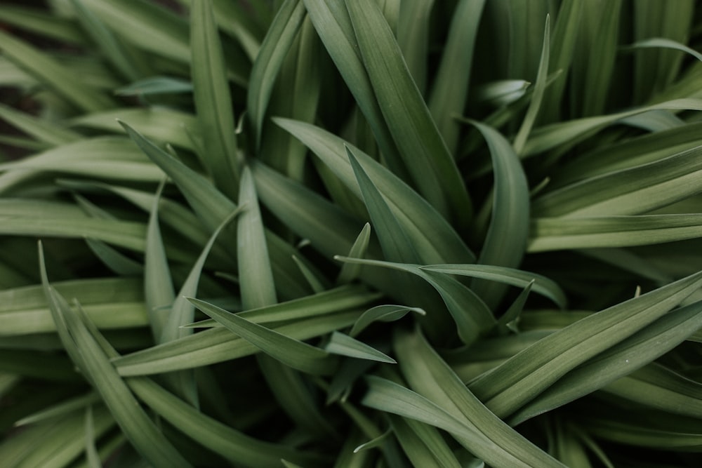 green linear-leafed plant